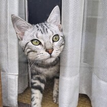 苦手なお手入れのときは要注意！　猫が「やめてほしい」と思っているサイン｜獣医師解説