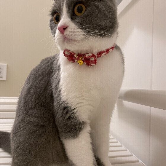 ブリティッシュショートヘアの銀杏ちゃん