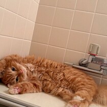 愛猫はお風呂に付いてきますか？飼い主さんの体験談＆獣医師解説