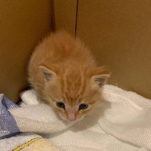 お迎え当日の虎吉くん(撮影時、生後推定2週齢)。