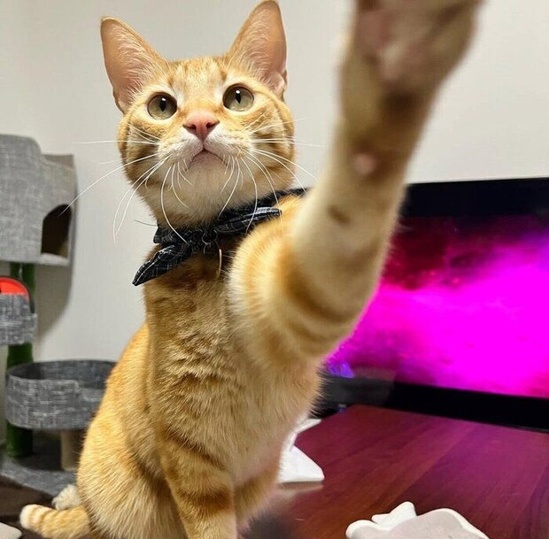 前足を伸ばす虎吉くん。