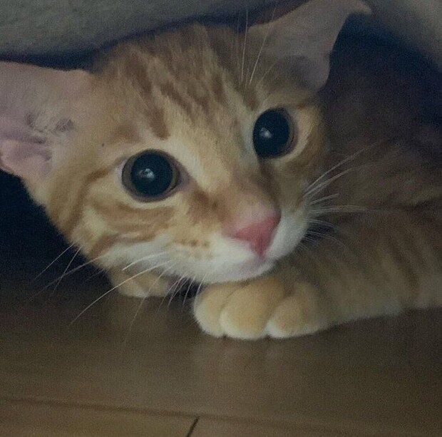 ラグの下に潜り込むブーム到来中の虎吉くん(撮影時、生後推定4カ月)。