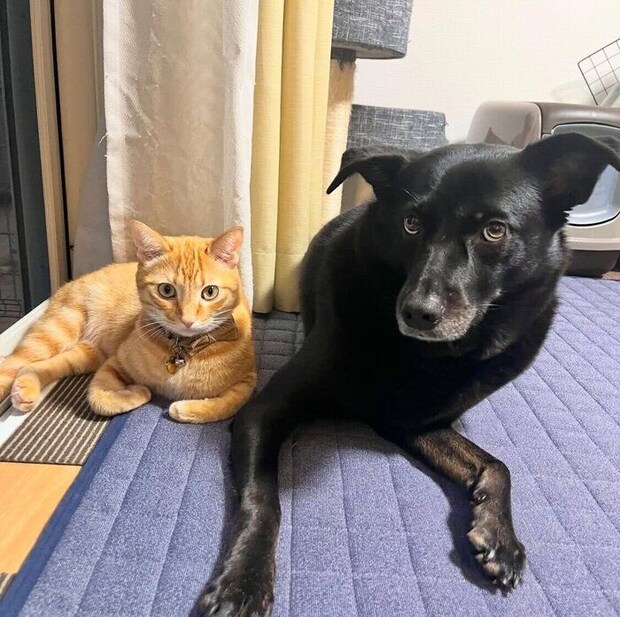 (写真左から)虎吉くん、先住犬・はなちゃん