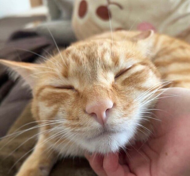 甘えん坊な虎吉くん。