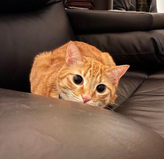 朝の運動会をする虎吉くん。