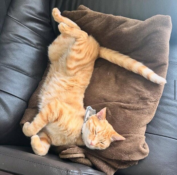 無防備な虎吉くん。