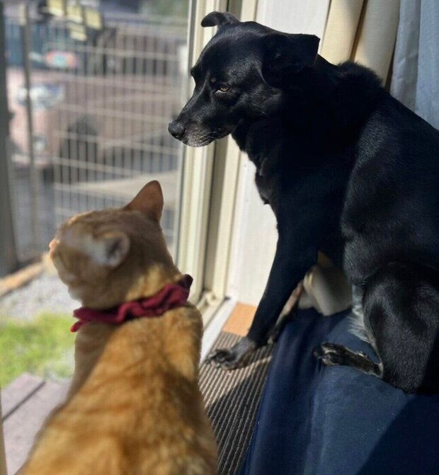 一緒に窓の外を眺める虎吉くん、はなちゃん。