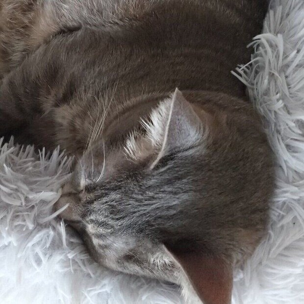 モフモフのベッドで眠るベスカーくん