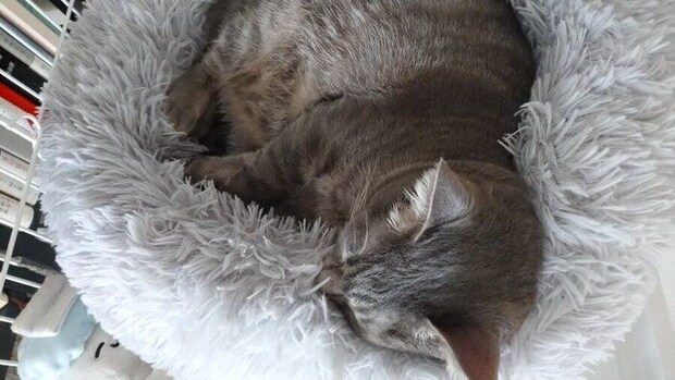 ベッドから頭がはみ出るベスカーくん