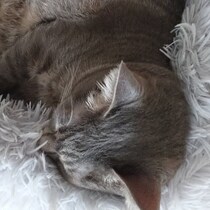 初日は何も口にせず怖がっていた保護子猫！→4年後お迎えした当時のベッドを使う姿に成長を感じる