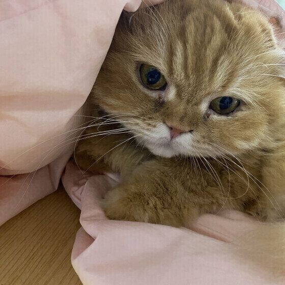 布団から顔を見せる茶トラ猫