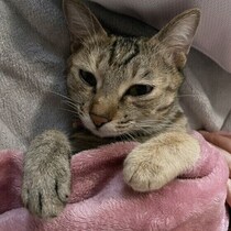 猫が飼い主さんの布団に入ってくるのはなぜ？　理由を獣医師に聞いた