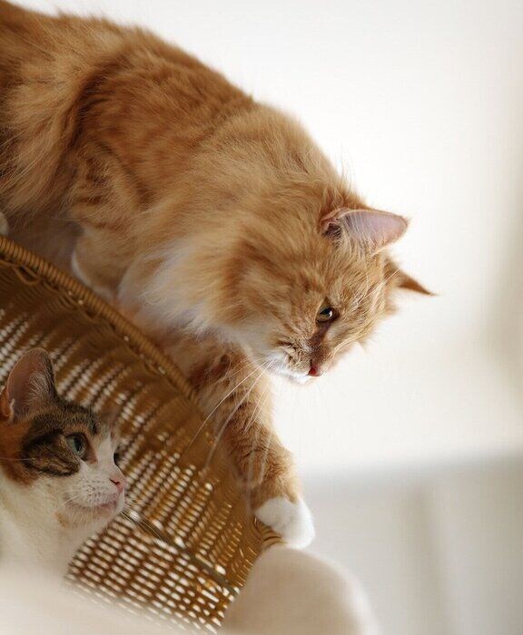 むぎくんとももちゃん。