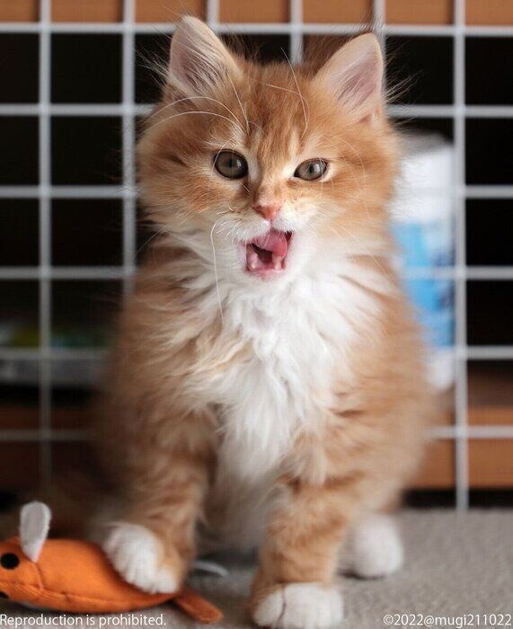 ネズミのおもちゃを捕まえたむぎくん。