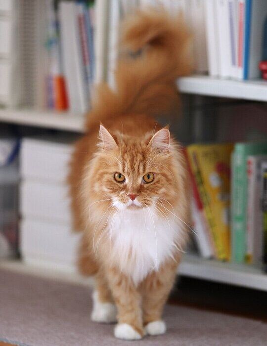 モフモフなむぎくん。