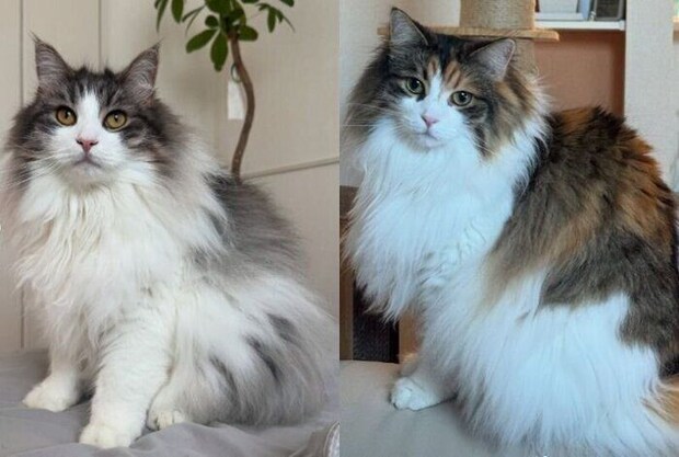 2匹の5才のノルウェージャンフォレストキャット