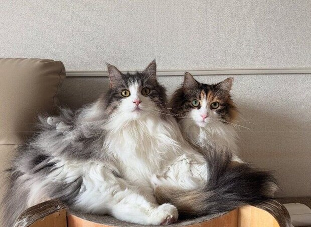 2匹のノルウェージャンフォレストキャット