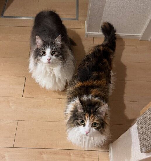 2匹のノルウェージャンフォレストキャット