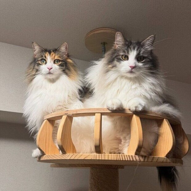 キャットタワーでくつろぐ2匹のノルウェージャンフォレストキャット