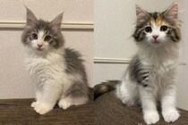 “ちんまり感”が可愛い2匹の子猫→お迎えから4年後、「大きくて美しいモフモフ」に成長した姿にほっこり！