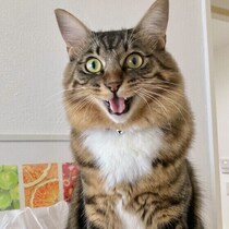 猫も“声変わり”する？ 子猫のときと比べて鳴き声が変わる理由を獣医師が解説