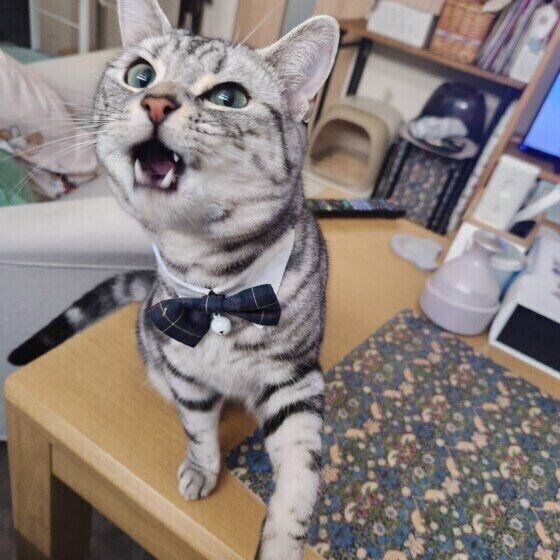 アメリカンショートヘアのトムくん