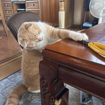 猫が机の上のものなどを落とすのはなぜ？　理由や対処法を獣医師が解説