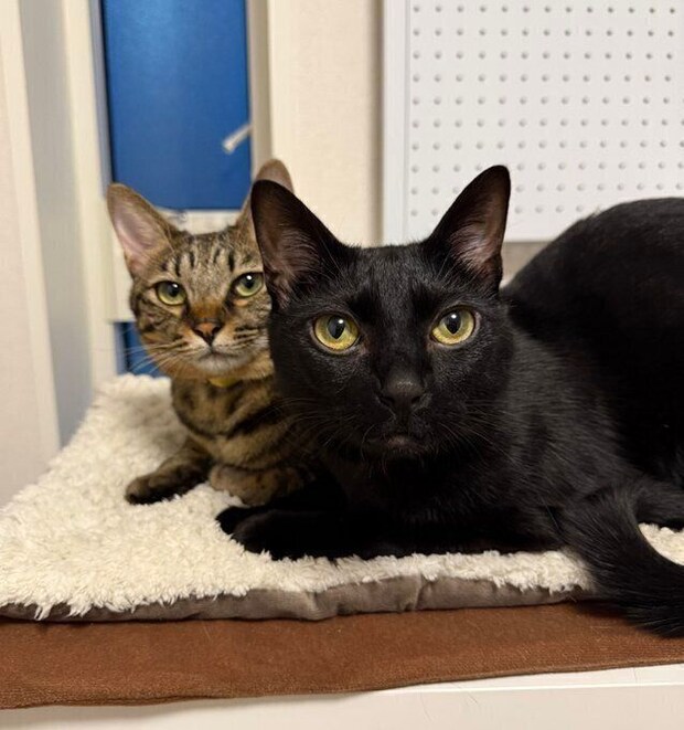 成長後も寄り添う2匹 仲よしな様子にほっこりする