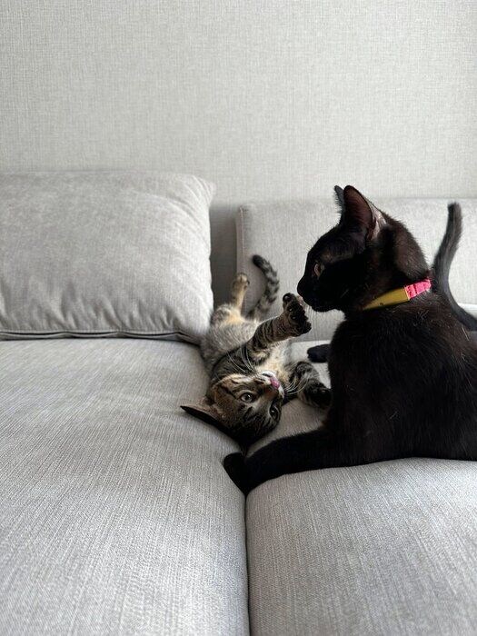 じゃれ合っている? 子猫時代のひとコマ