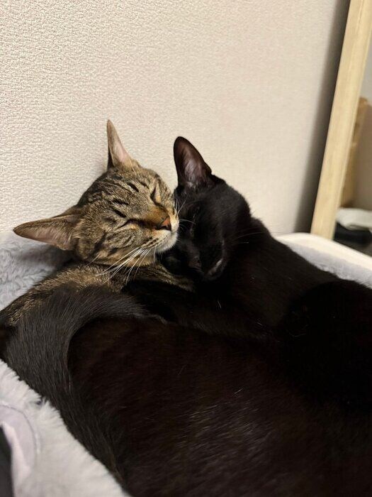 くっついて一緒に眠る2匹 かわいすぎる