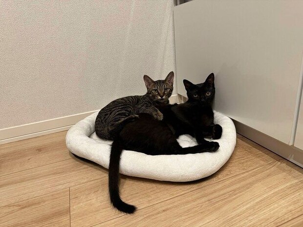 子猫時代の2匹 仲よく寄り添う姿がかわいらしい