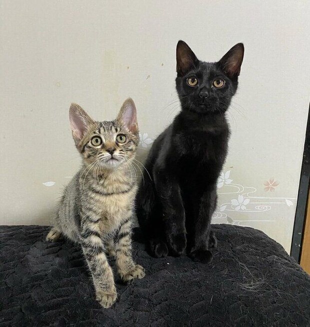 子猫時代のショビくん(写真左)とロピくん(写真右)