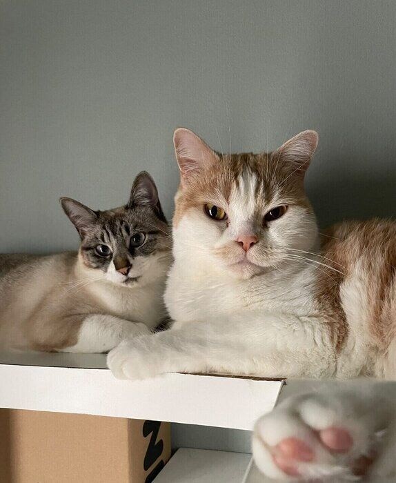 こちらを向いている2匹の猫