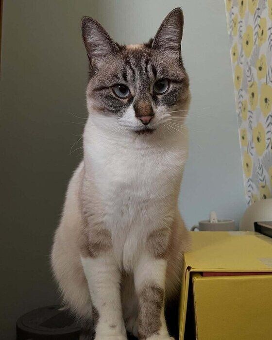 寝ている飼い主を見る猫