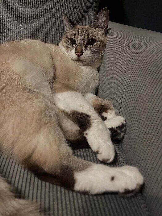 ソファの上でくつろぐ猫