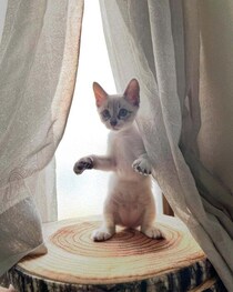 生後2カ月の人懐っこい保護子猫と家族に→2年後、「別の猫かな？」と思うほど模様が変化した姿にほっこり！