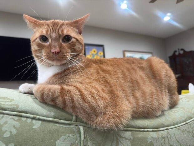 ムキムキなきなこくん