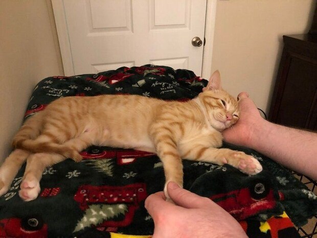 くつろぐきなこくん