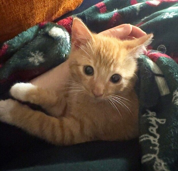 お迎え当時のきなこくん