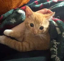 スーパーの駐車場に捨てられていた小さな保護子猫　家族になって2年、ふわふわでたくましく成長した姿にほっこり！