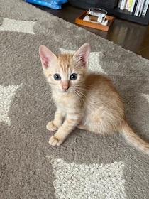 キトンブルーの目が愛らしい生後1カ月半の子猫→約10カ月後、目の色が「きれいな黄金色」に変化！　同居猫と仲良く暮らす姿にほっこり