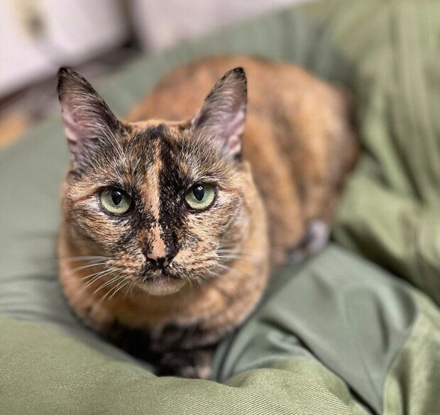 推定6才になったサビちゃん。