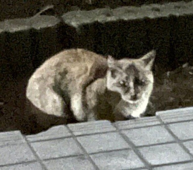 保護する前のサビちゃん。