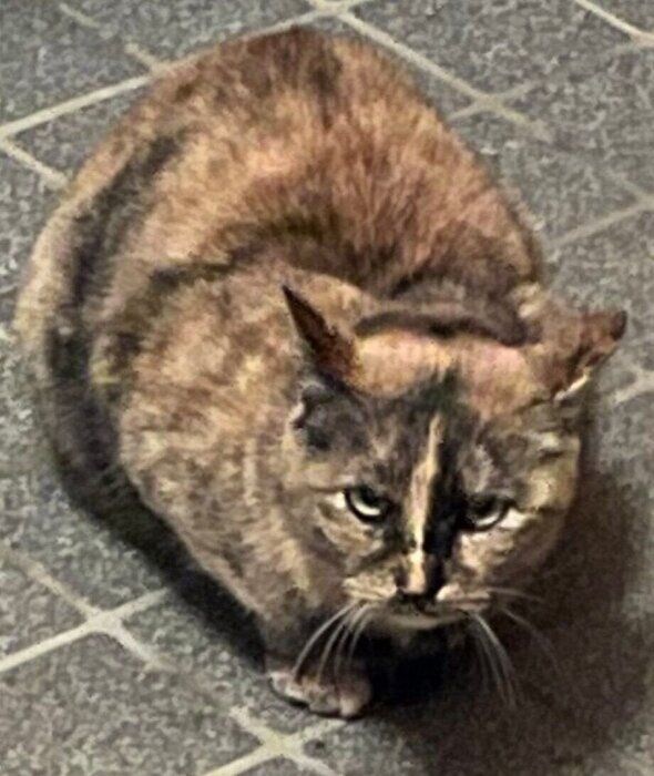 保護する前のサビちゃん。