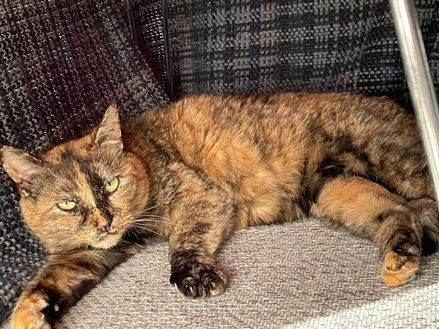 保護して間もないころのサビちゃん。