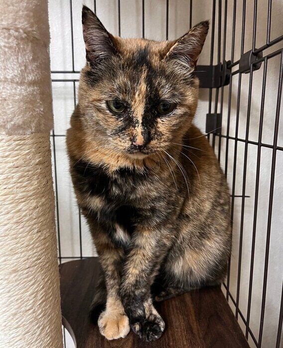 保護して間もないころのサビちゃん。