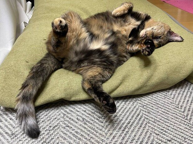 ヘソ天するサビちゃん。