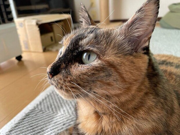 まったりするサビちゃん。