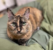 保護した警戒心の強い野良猫が心を開くまで　“3年かけて築いた絆”に胸があたたかくなる