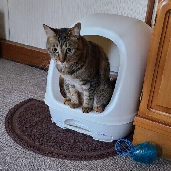 トイレをする猫